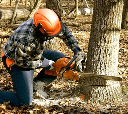 Tree Removal in Gwynn, VA